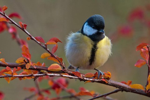 Great tit, great tit, parus major, autumn, birds, autumn, tits, passeri, songbirds, songbirds,