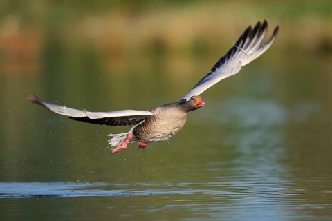 Greylag goose (Anser anser) flying over a lake, North Rhine-Westphalia, Germany