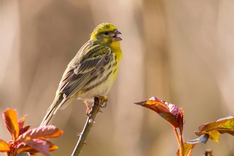 European Serin, serine, serinus serinus, birds, call, song, passeri, call, singing, songbirds,