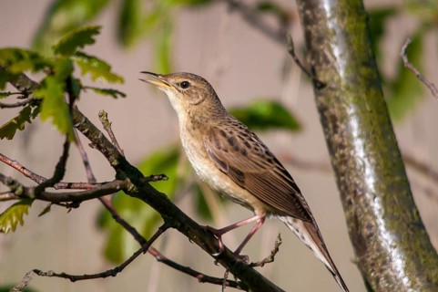 Brandenburg, Common Grasshopper Warbler, Germany, Grasshopper Warbler, Locustella Naevia, Nabu,