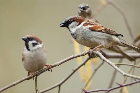Tree Sparrow, House Sparrow, Passer Domesticus, Passer Montanus, Sparrow, Tree Sparrow, Birds,