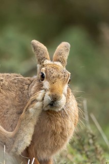 European brown hare (Lepus europaeus) adult animal in grassland, England, United Kingdom