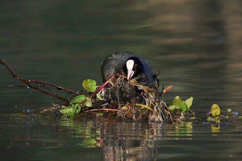 A coot (Fulica atra) building a nest, North Rhine-Westphalia, Germany