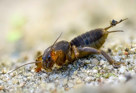 European mole cricket, grasshoppers, gryllotalpa gryllotalpa, half-devil, youth form, mole