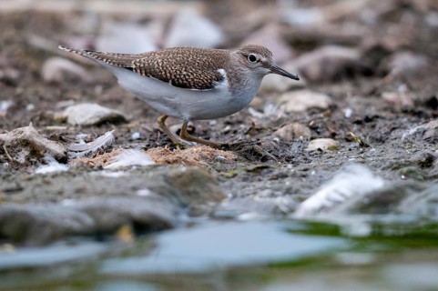 Actitis hypoleucos, common sandpiper, sandpiper birds, charadriiformes, limikolen, snipe birds,