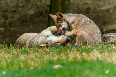Timberwolf, wolf, American wolf (Canis lupus lycaon), Germany: one wolf is lying on its back whilst