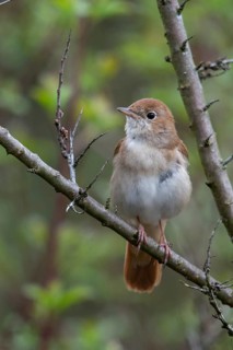 Brandenburg, Germany, Luscinia megarhynchos, Nabu project, nightingale, national natural heritage,