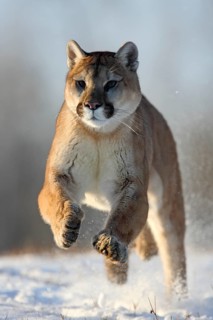 Cougar (Felis concolor), Minnesota, USA. A Cougar in full flight through the snow, the scene