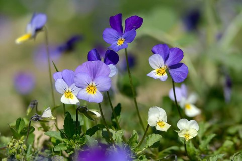 Field violet, biddy's eyes, cat's face, tricolor pansy, memorial, heartsease, jack-behold the guard