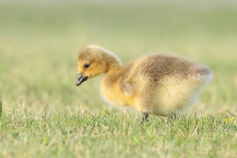 Canada Goose (Branta canadensis), goslings in a meadow, foraging for food, wildlife, nature
