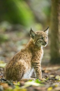 Eurasian lynx (Lynx lynx) youngsters (cub) sitting in a forest, Bavaria, Germany