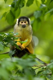 A squirrel monkey amongst green leaves in its natural habitat, squirrel monkey or black-capped