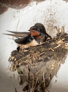 Hirundo rustica, barn swallow, birds, brood, high size, portrait format, nest building, passeri,