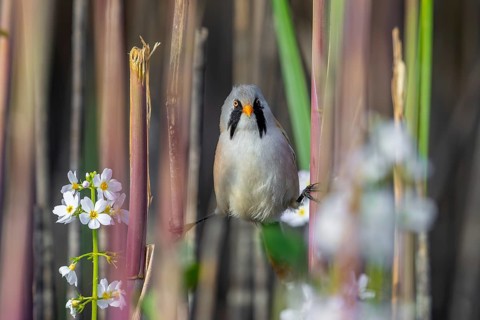 Bearded reedling, bearded tit (Panurus biarmicus) adult male in reedbed performing a side split