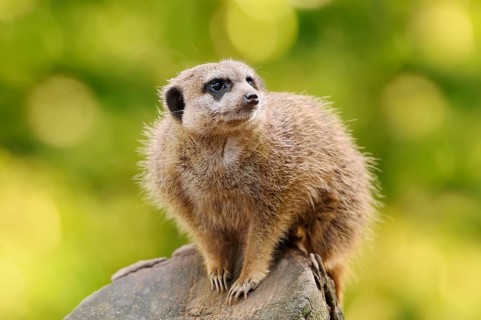 Meerkats (Suricata suricatta), in captivity, found in southern Africa