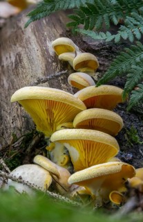 Claudopus nidulans, crepidotus jonquilla, orange sapling, panus nidulans, phyllotopsis nidulans,
