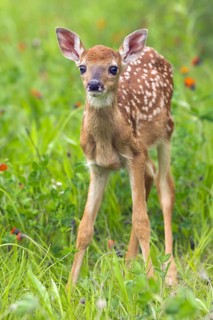 White-tailed deer (Odocoileus virginianus), Minnesota, USA. A young fawn stands alertly in a green