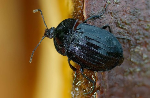 Black snail beetle, Phosphuga atrata, black carrion beetle, black snail hunter, beetle, coleoptera,