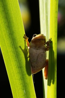 European tree frog, hyla arborea, tree frog, amphibians, amphibians, high size, portrait format,