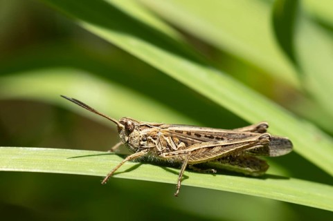 Meadow grasshopper (Chorthippus parallelus) adult insect in grassland in summer, Suffolk, England,