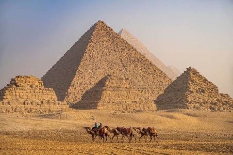 Camels in the desert near the pyramids of Giza, Egypt