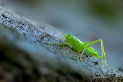 Drumming katydid, oak scare, common oak scare, meconema thalassinum, oak bush cricket,