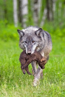 Timberwolf, wolf, American wolf (Canis lupus lycaon), Minnesota, USA. A wolf gently carries a cub