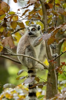 A ring-tailed lemur sits quietly in a tree covered with autumn leaves, a ring-tailed lemur (Lemur