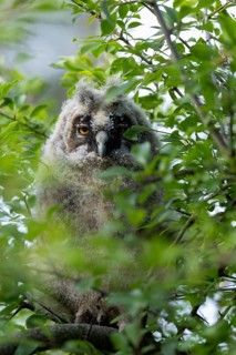 A young owl chick sits amongst the dense foliage, observing its surroundings, Long-eared Owl (Asio