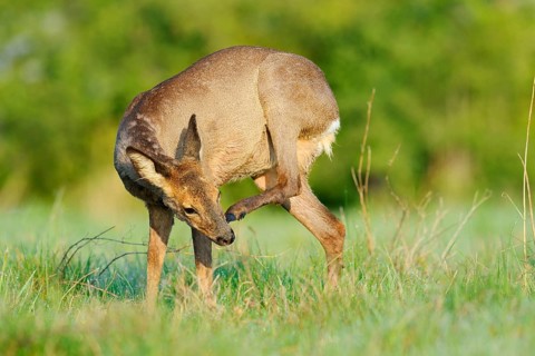 European roe deer (Capreolus capreolus), a doe scratching herself, Lower Saxony, Germany