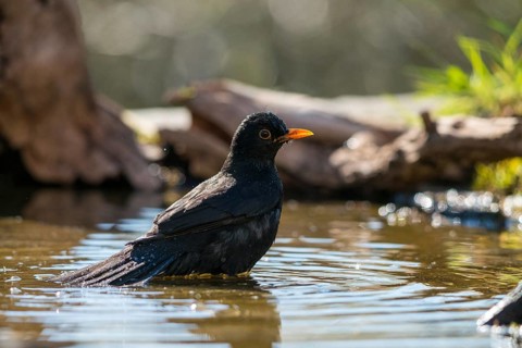 Blackbird, Turdus Merula, Bath, Bird Bath, Birds, Passeri, Songbirds, Songbirds, Potion, Birdbath,