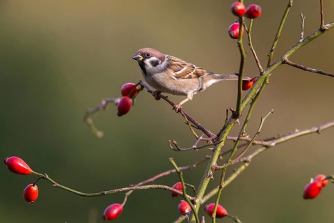 Tree Sparrow, Passer Montanus, Sparrow, Tree Sparrow, Birds, Passeri, Songbirds, Sparrow, Sparrow,