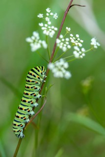 Papilio machaon, swallowtail, swallowtail, butterfly, high size, portrait, inchworm, insects,