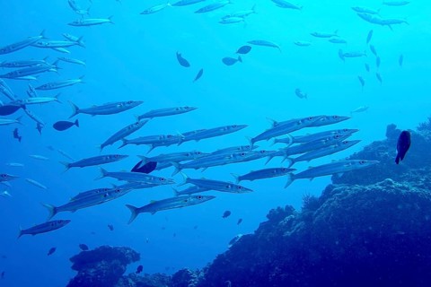A school of silvery fish, big-eyed barracuda (Sphyraena forsteri), swims above a coral reef in