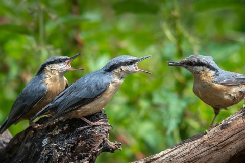 Nuthatch, Sitta Europaea, adult, birds, adult, feeding, sexually mature, adolescent, juvenile,