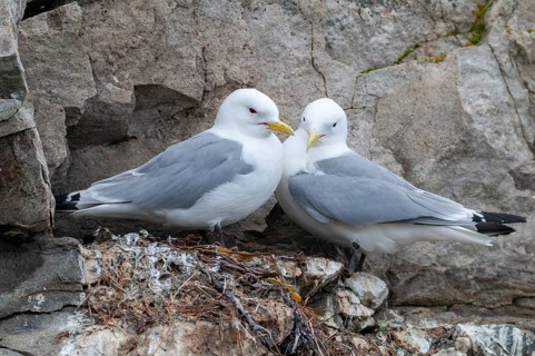 Black-legged Kittiwake, Black-legged Kittiwake, Norway, Rissa Tridactyla, Varanger, Birds,