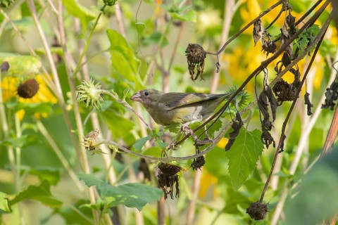 European greenfinch (Chloris chloris) adult female garden bird on a sunflower flower in summer,