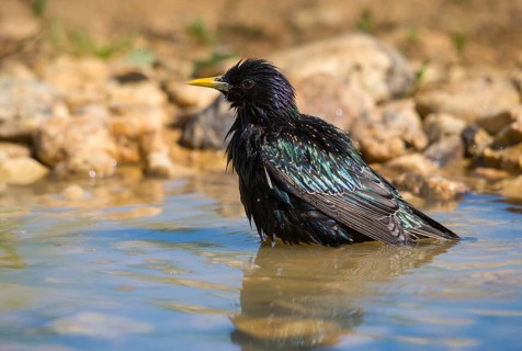 Star, Starling, Sturnus Vulgaris, Bath, Bird Bath, Birds, Passeri, Songbirds, Potion, Birdbath,