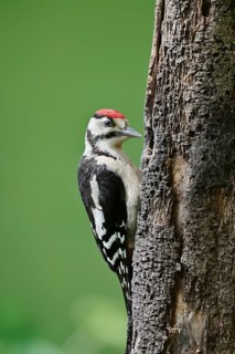 Great spotted woodpecker (Dendrocopos major, Picoides major), young bird, North Rhine-Westphalia,