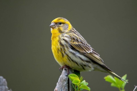 European Serin, serine, serinus serinus, birds, garden fence, garden fence, male, passeri,