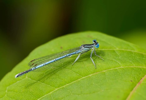 Blue feather dragonfly, common feather dragonfly, Platycnemis pennipes, white-legged damselfly,