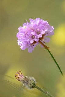 Armeria, Armeria Maritima var. Bottendorfensis, Bottendorfer grass clove, grass clove, flora, high