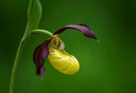 Cypripedium calceolus, lady's slipper orchid, orchidaceae, orchids, orchids, flora, plants, plants