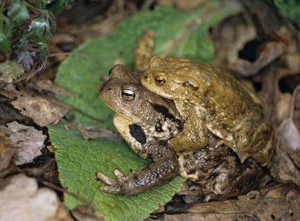 Bufo bufo, common toad, toad, amphibians, amphibians, couple, female, toads, spawning migration,