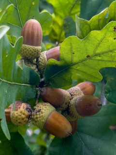 Oak leaves with acorns (Quercus)