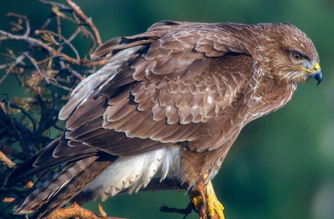 Accipitriformes, Buteo Buteo, Buzzard, Buzzard, Birds of Prey, Raptors, Birds