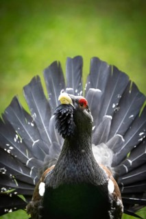 A capercaillie stands proudly with its feathers spread out against a green background, with red