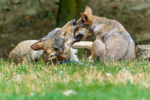Timberwolf, wolf, American wolf (Canis lupus lycaon), Germany: Two wolves are playing together and