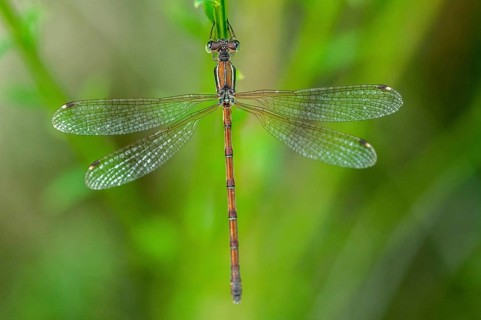 Brandenburg, Germany, Lestes Barbarus, Migrant Spreadwing, National Natural Heritage, Grünhaus
