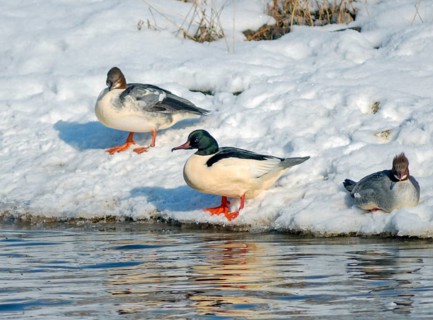 Goosander, geese säger, mergus merganser, anatidae, birds, duckbirds, female, male, sawyer, birds,